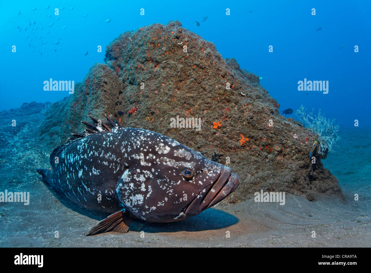 Dusky Grouper (Epinephelus marginatus), lying on sandy ground, Madeira, Portugal, Europe, Atlantic Ocean Stock Photo