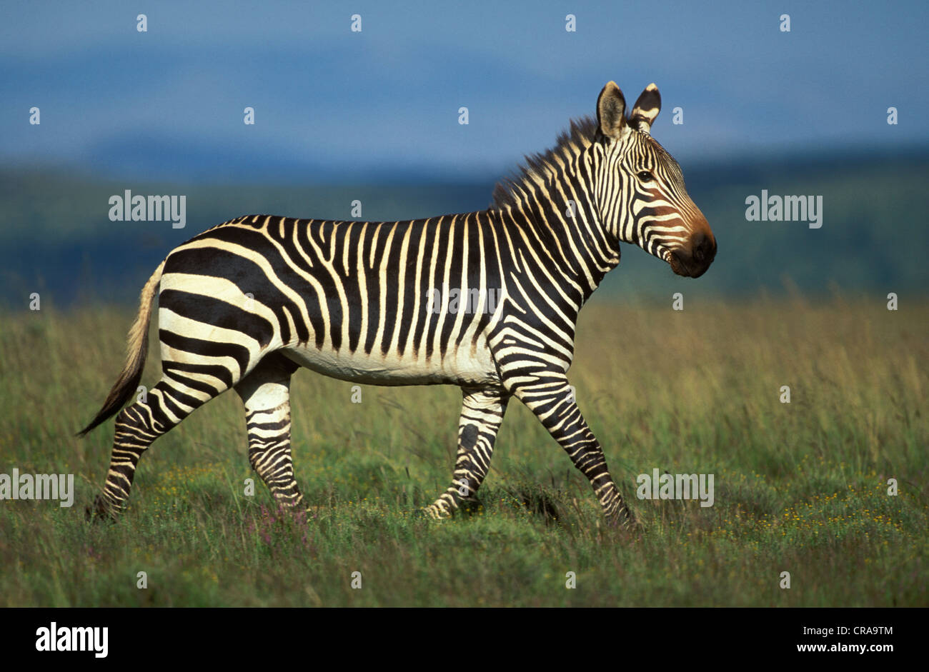 Cape Mountain Zebra (Equus zebra zebra), endangered species, Mountain Zebra National Park, South Africa Stock Photo