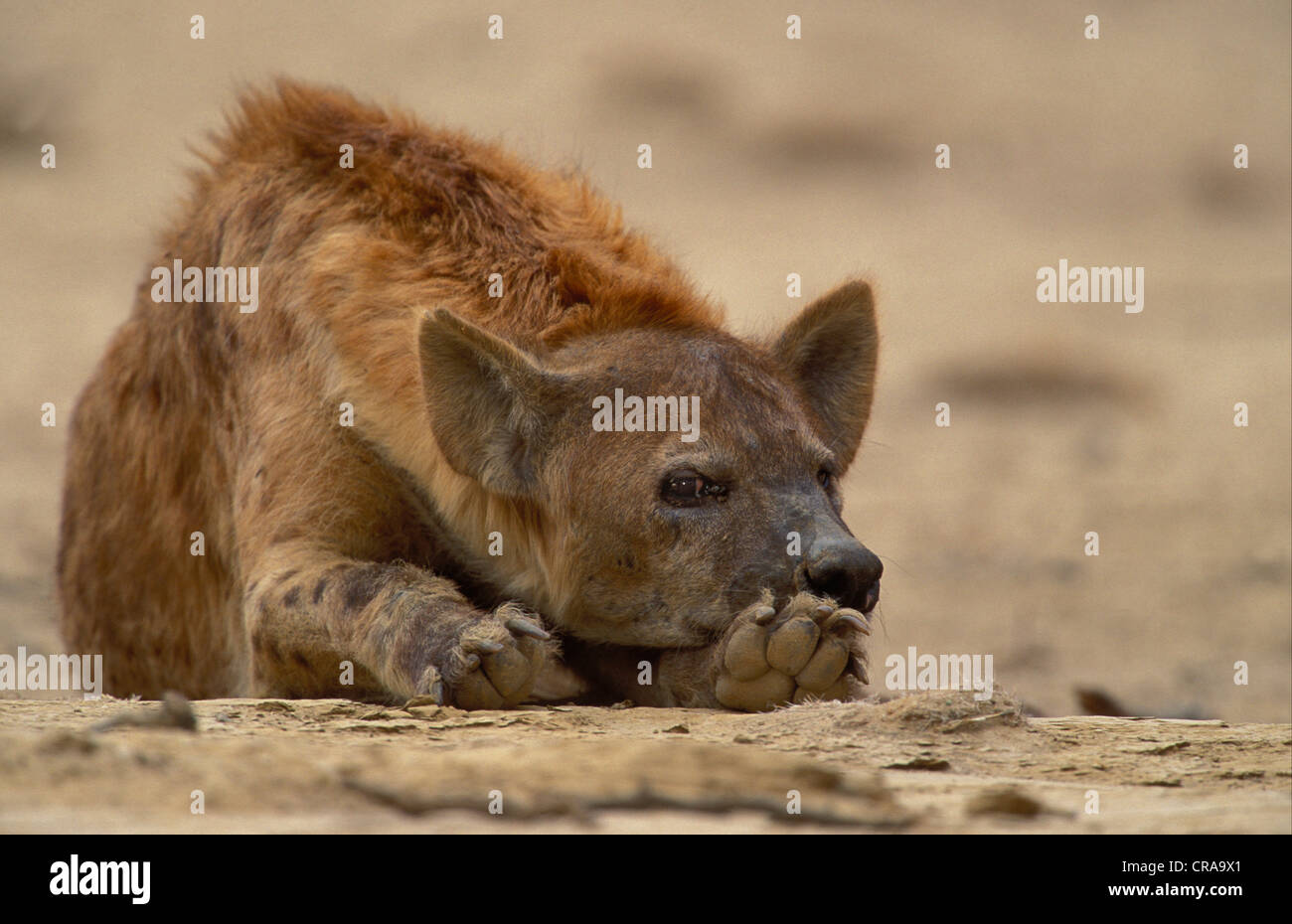 Spotted Hyena (Crocuta crocuta), resting, Kgalagadi Transfrontier Park, Kalahari, South Africa Stock Photo