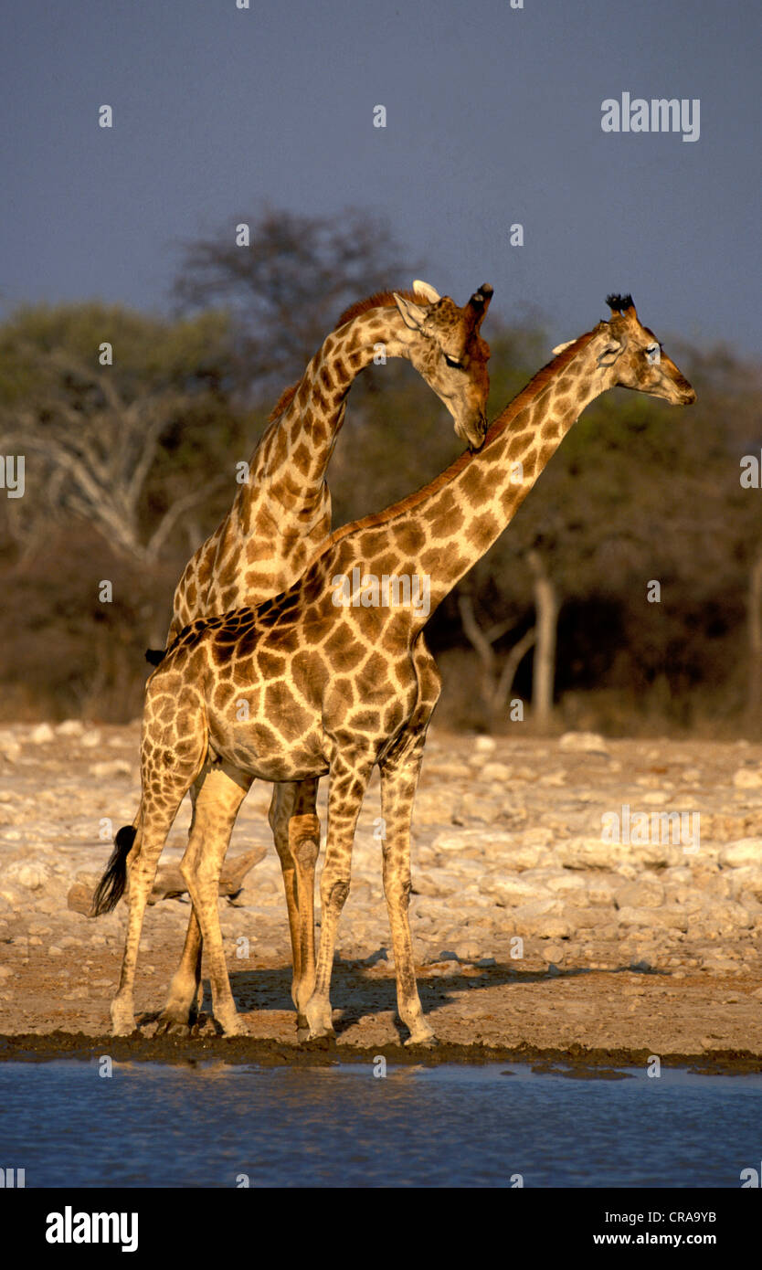 Giraffes (Giraffa camelopardalis), courtship, Etosha National Park, Namibia, Africa Stock Photo