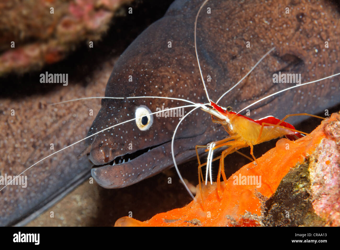 Dotted Moray Eel (Muraena augusti) with a Scarlet-striped Cleaning Shrimp (Lysmata grabhami) in its hideaway, Madeira, Portugal Stock Photo