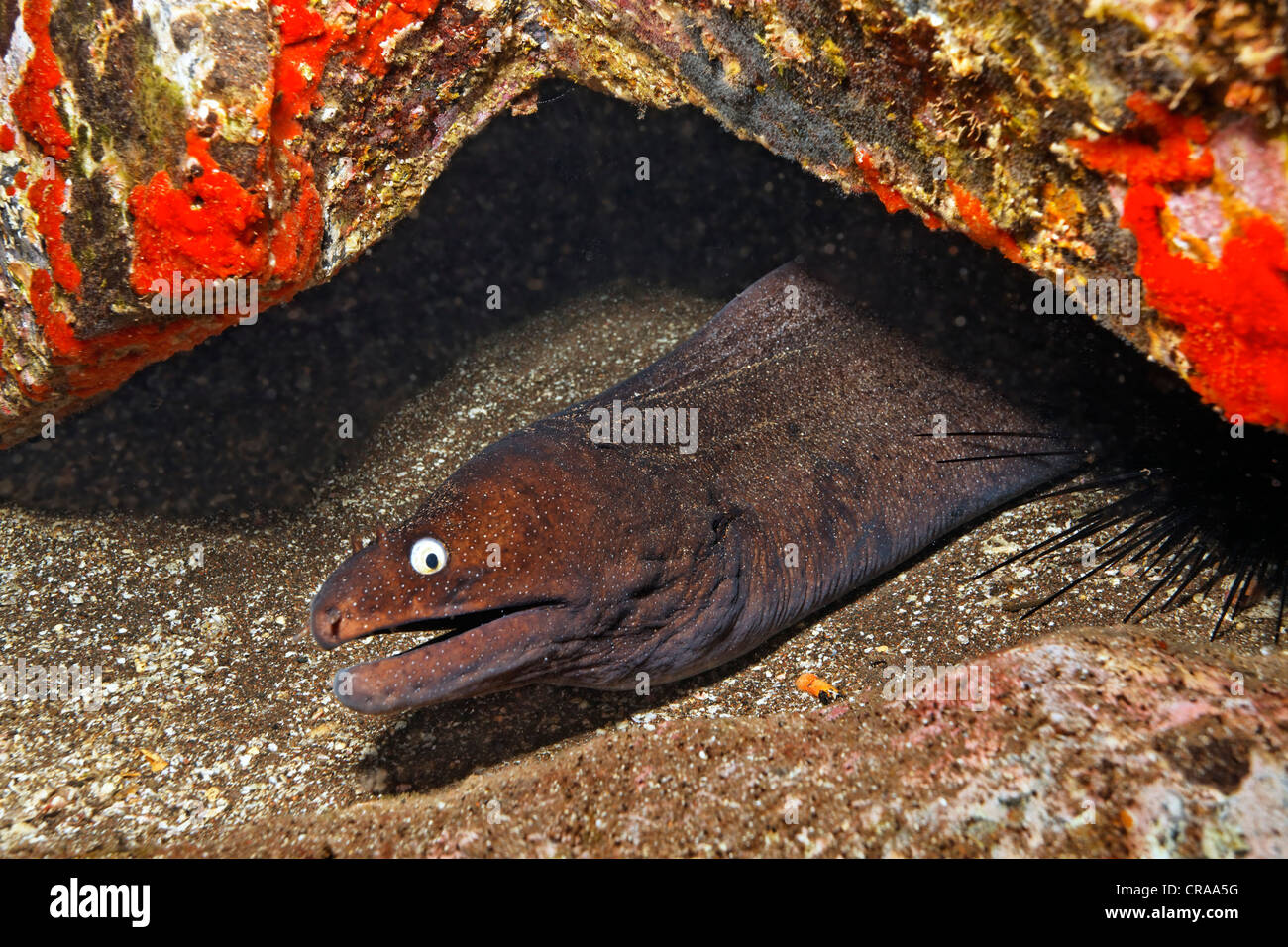 Dotted Moray Eel (Muraena augusti) in its hideaway, Madeira, Portugal, Europe, Atlantic Ocean Stock Photo