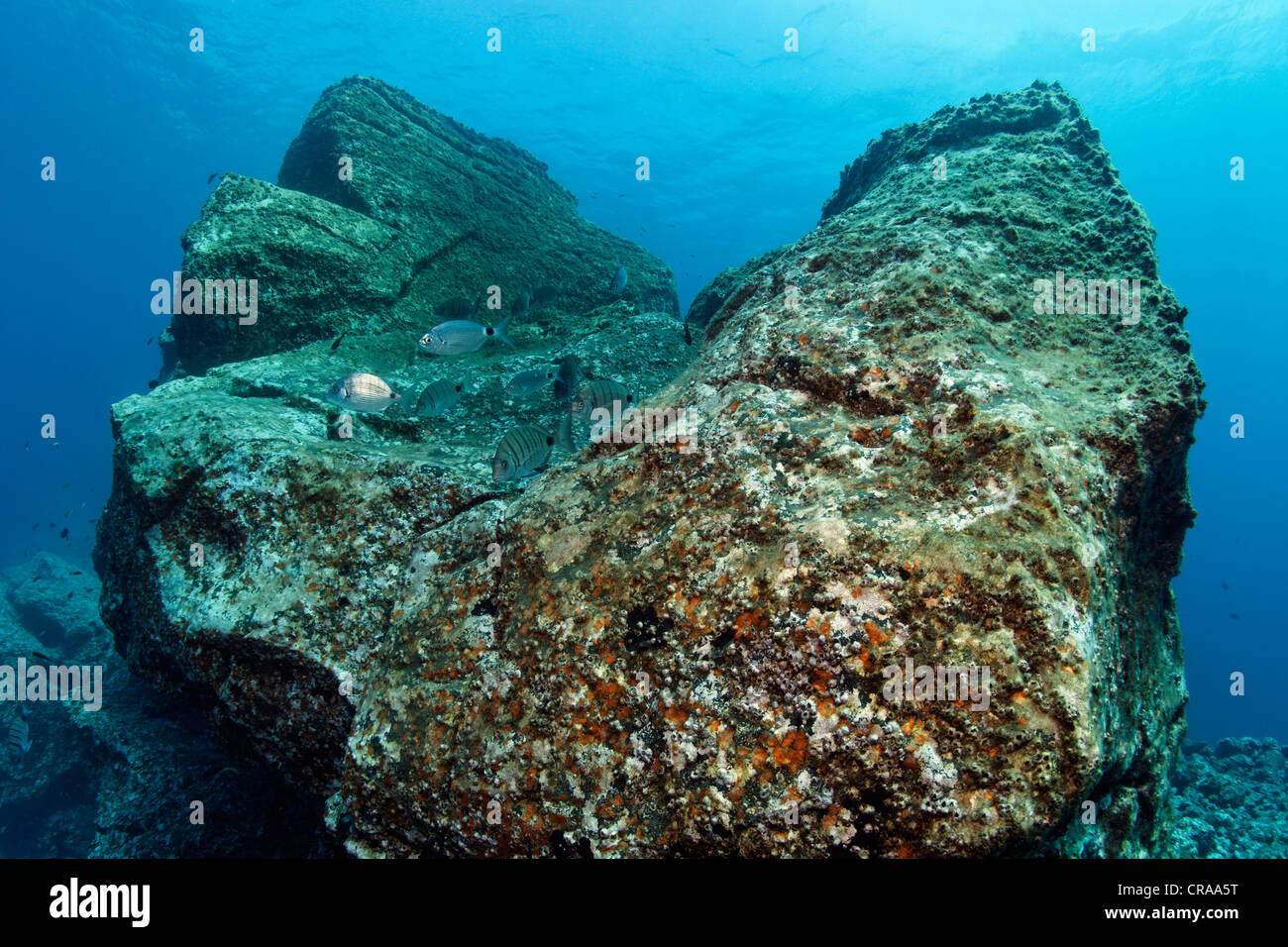 Rock with Acorn Barnacles (Balanus trigonus) and African White Seabream or Sargo (Diplodus sargus cadenati), Madeira, Portugal Stock Photo