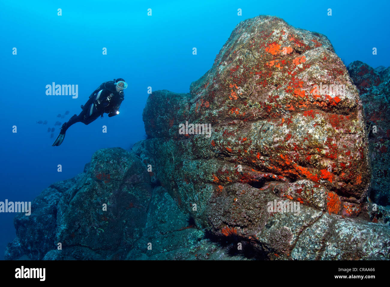 Scuba diver observing a rock overgrown with Common Sponge (Crambe crambe) and Acorn Barnacles (Balanus trigonus), Madeira Stock Photo