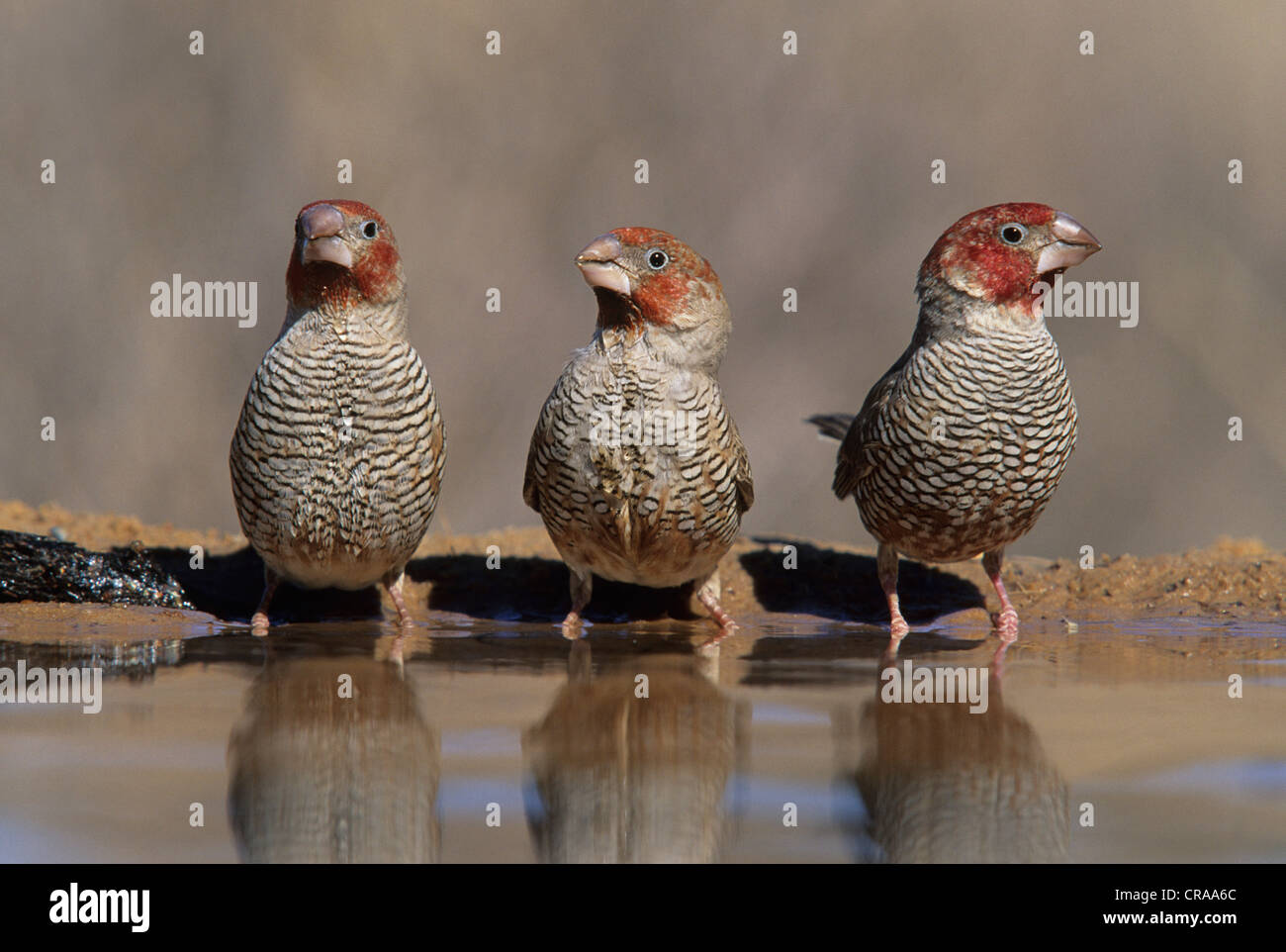 Redheaded Finches (Amadina erythrocephala), Kgalagadi Transfrontier
