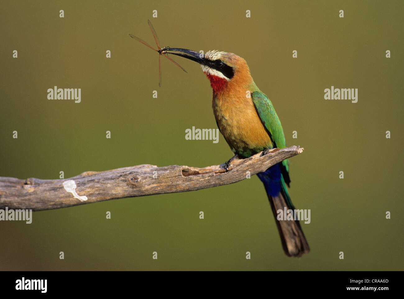 Whitefronted Bee-eater (Merops bullockoides), with dragonfly, Kruger National Park, Mpumalanga, South Africa, Africa Stock Photo