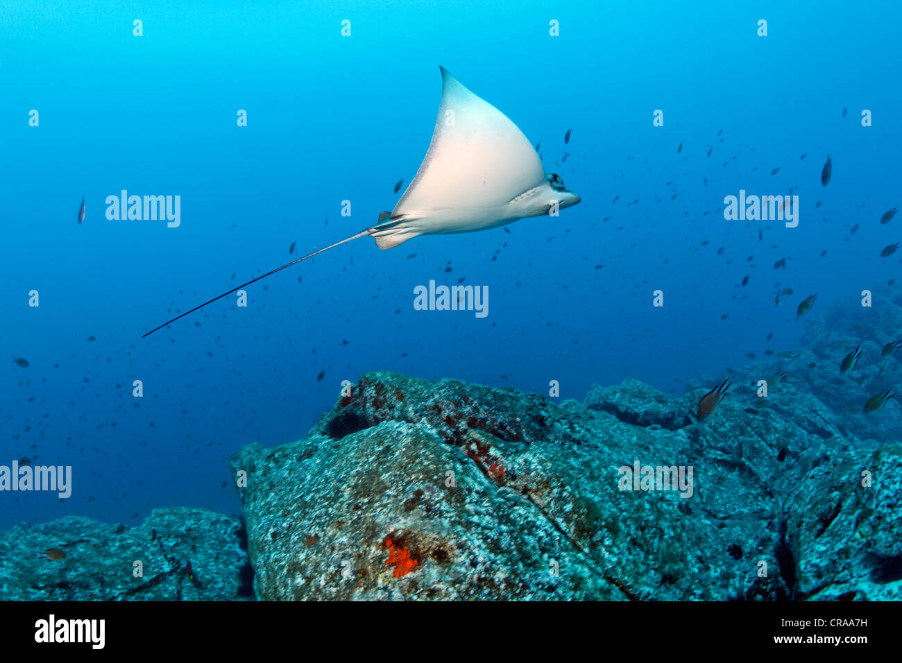Common Eagle Ray (Myliobatis aquila), swimming above a rocky reef, Madeira, Portugal, Europe, Atlantic Ocean Stock Photo