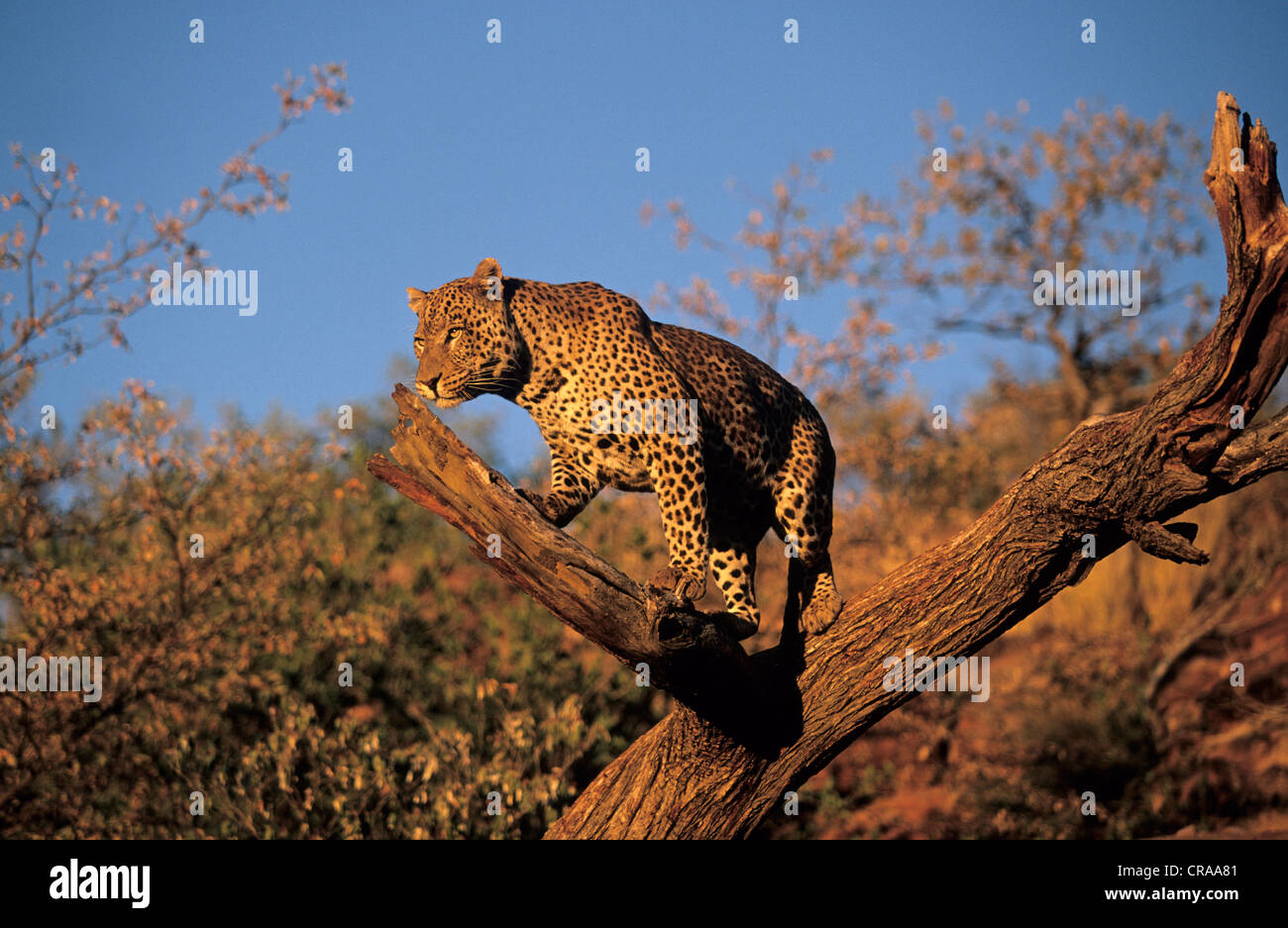 Leopard (Panthera pardus), Okonjima, Namibia, Africa Stock Photo