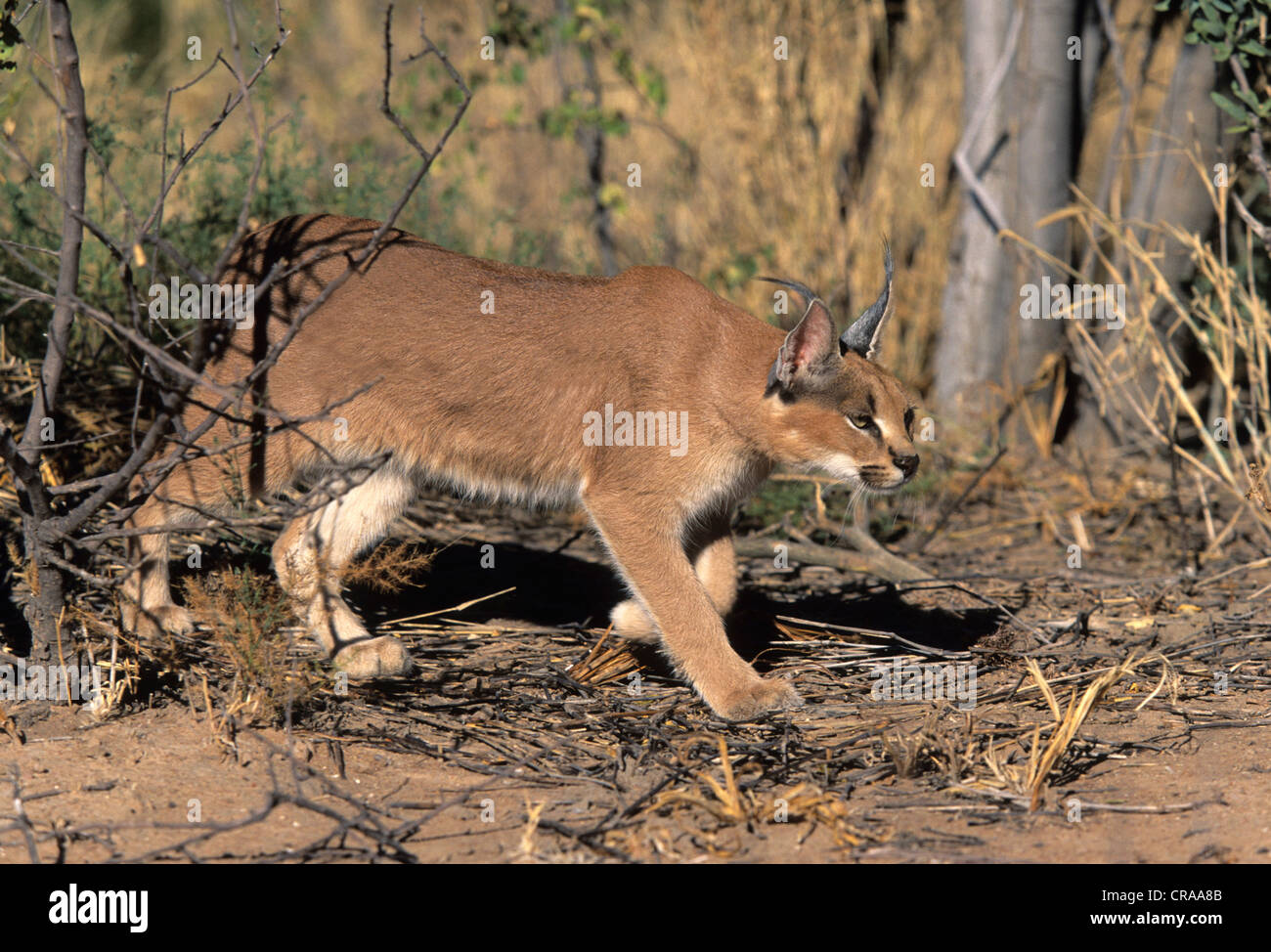 Caracal (Caracal caracal), Augrabies Falls National Park, South Africa, Africa Stock Photo