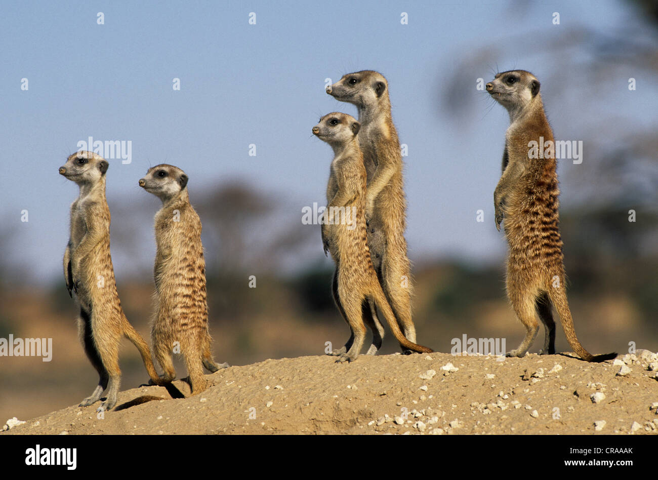 Meerkats (Suricata suricatta), on guard, Kgalagadi Transfrontier Park, Kalahari, South Africa, Africa Stock Photo
