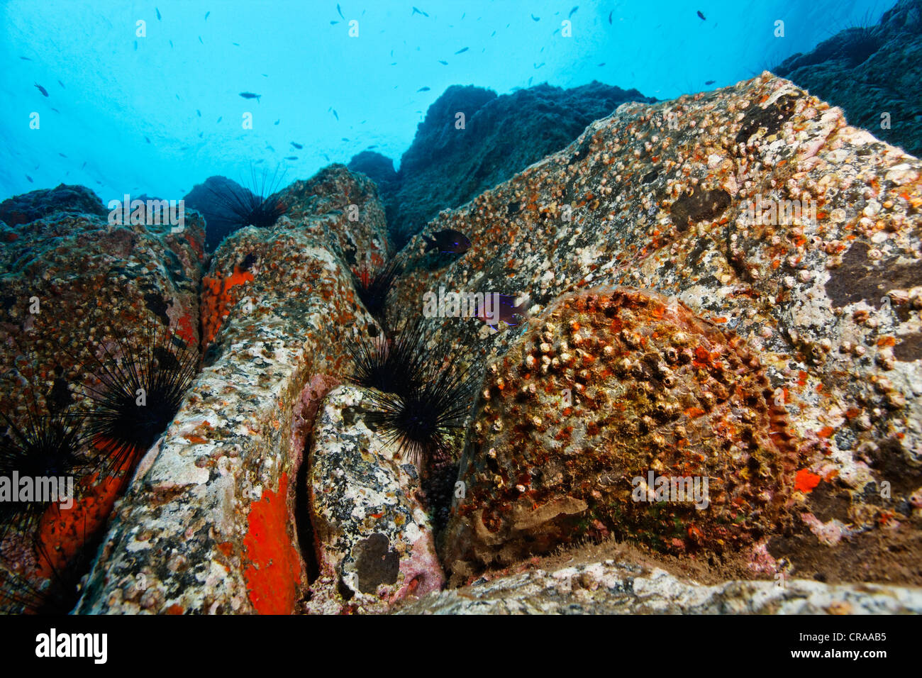 Rough Pen Shell (Pinna rudis), Acorn Barnacles (Balanus trigonus), rocks, rocky crevice, Madeira, Portugal, Europe Stock Photo