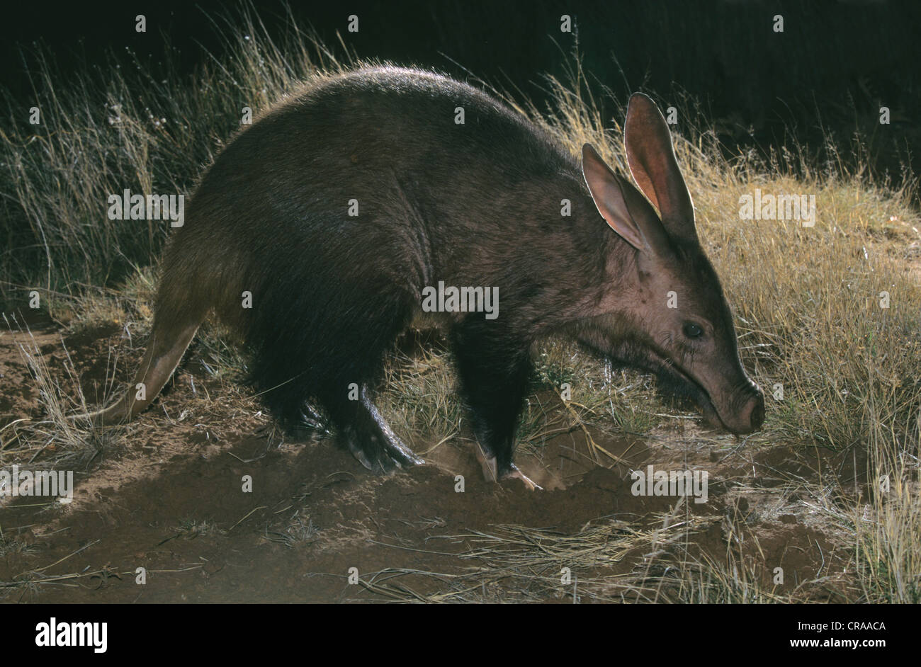 Aardvark Orycteropus Afer Tussen Die Riviere Free State Province