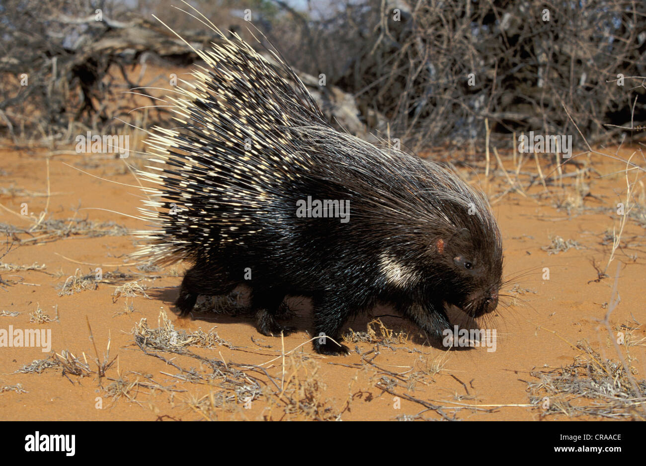 Porcupine (Hystrix africaeaustralis), in red Kalahari sand, Kgalagadi