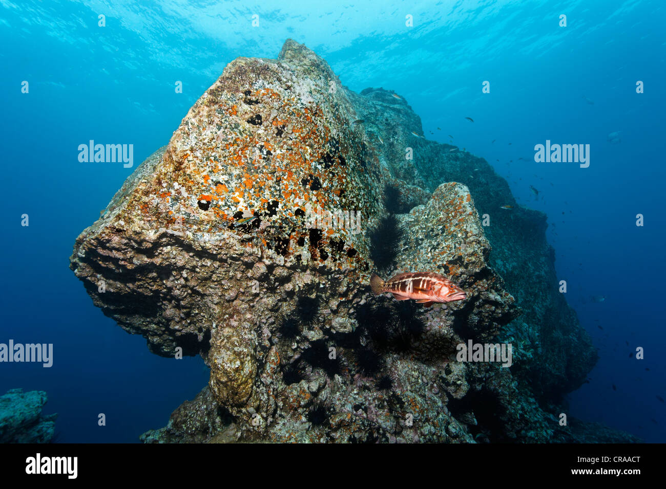 Rocky reef, Blacktail Comber (Serranus atricauda), Madeira, Portugal, Europe, Atlantic Ocean Stock Photo