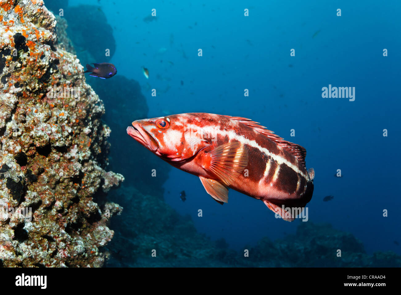 Blacktail Comber (Serranus atricauda), rocky reef, Madeira, Portugal, Europe, Atlantic Ocean Stock Photo