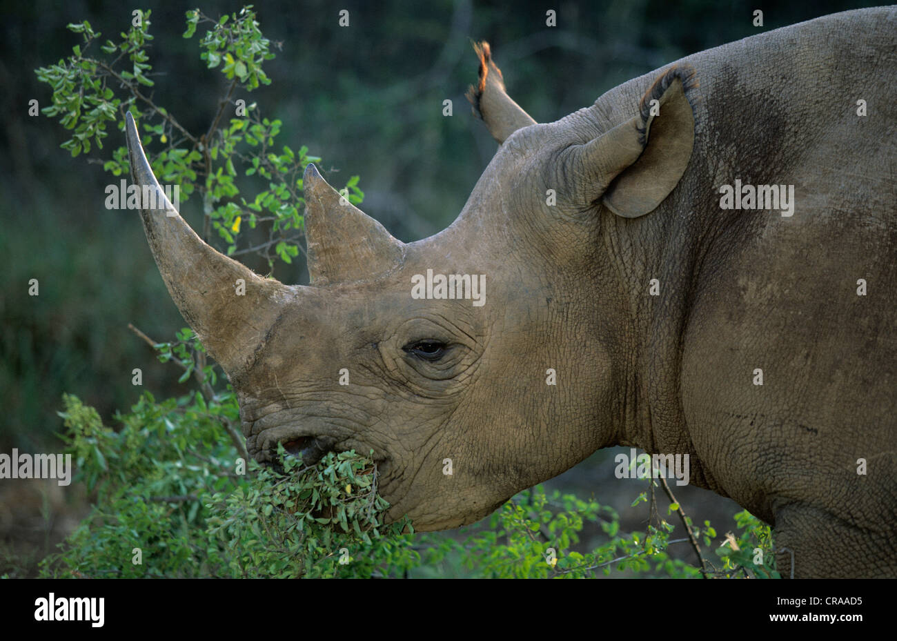 Black Rhino (Diceros bicornis), browsing, Lapalala, South Africa, Africa Stock Photo