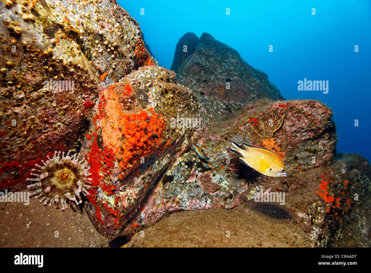 Blunt-tentacled Anemone (Telmatactis cricoides), Atlantic Damselfish (Chromis limbata), Common Sponge (Crambe crambe), Acorn Stock Photo