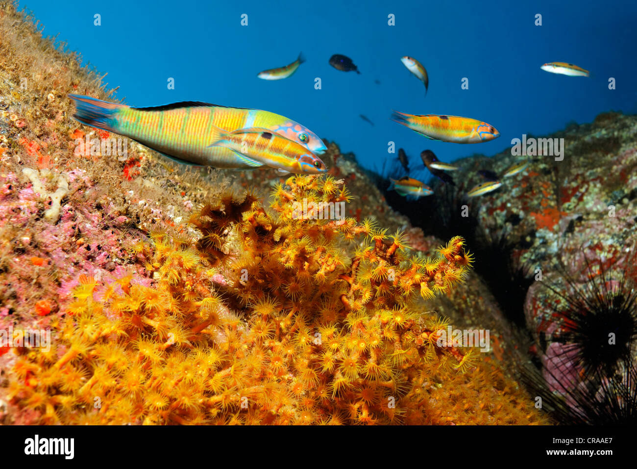 Turkish Wrasse (Thalasoma pavo), Yellow Cluster Anemone (Parazoanthus axinellae), Madeira, Portugal, Europe, Atlantic Ocean Stock Photo