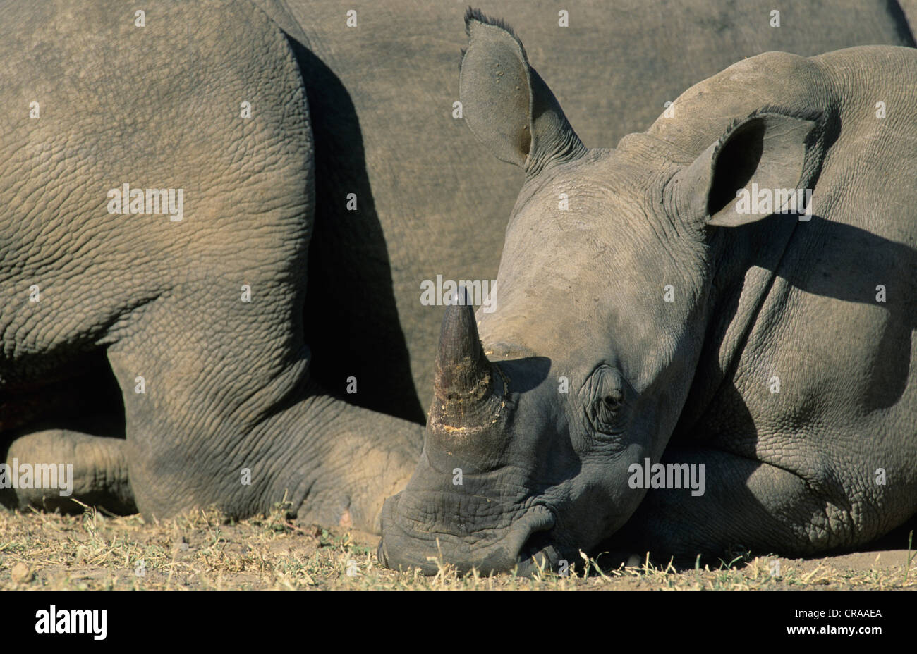 White Rhino calf (Ceratotherium simum), Hluhluwe-Umfolozi Reserve, South Africa, Africa Stock Photo