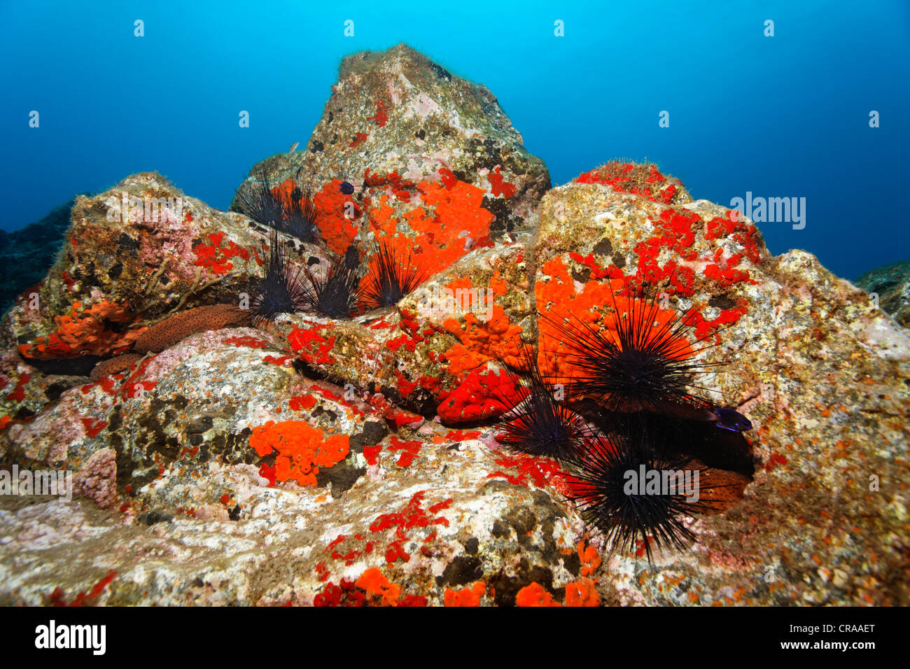 Variable Sea Cucumber (Holothuria sanctori), Common Sponge (Crambe crambe), brown-red Hatpin Urchins (Centrostephanus Stock Photo