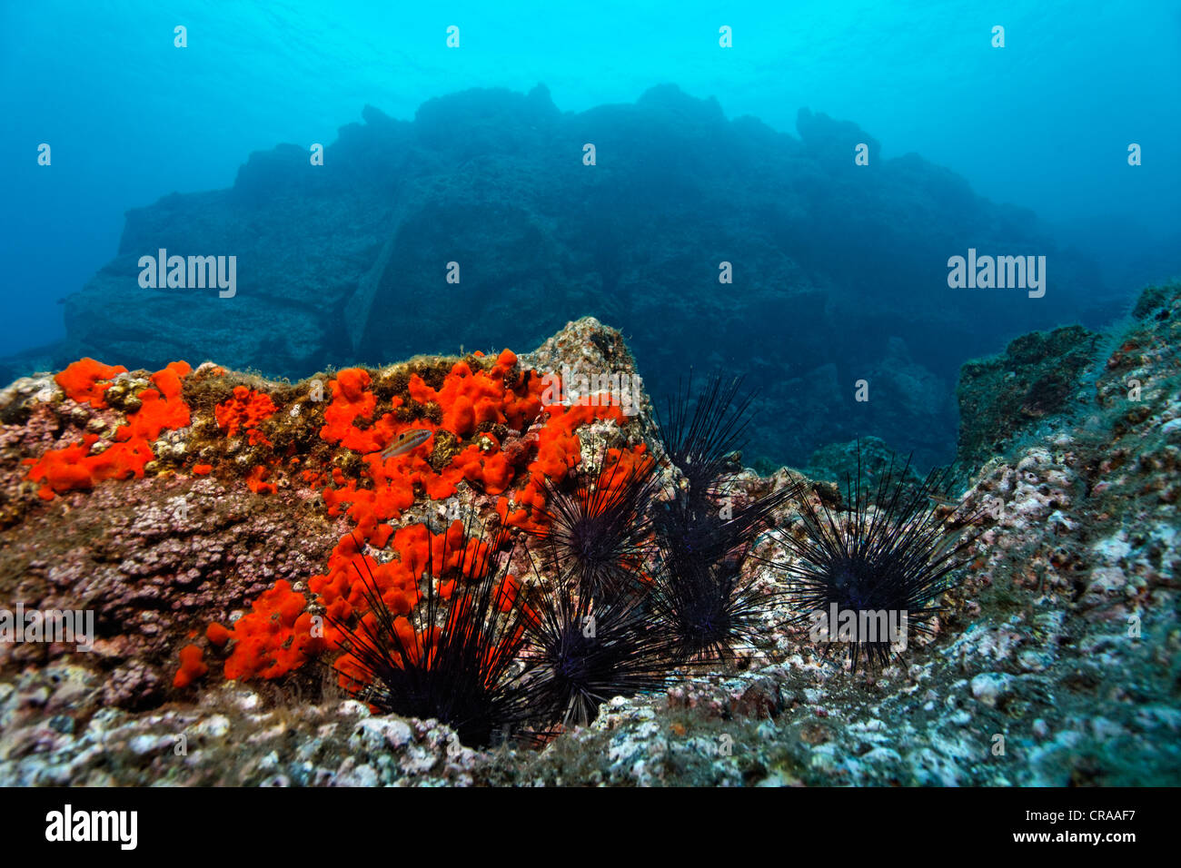 Common Sponge (Crambe crambe), brown-red Hatpin Urchins (Centrostephanus longispinus), black Long-spine Sea-urchins (Diadema Stock Photo