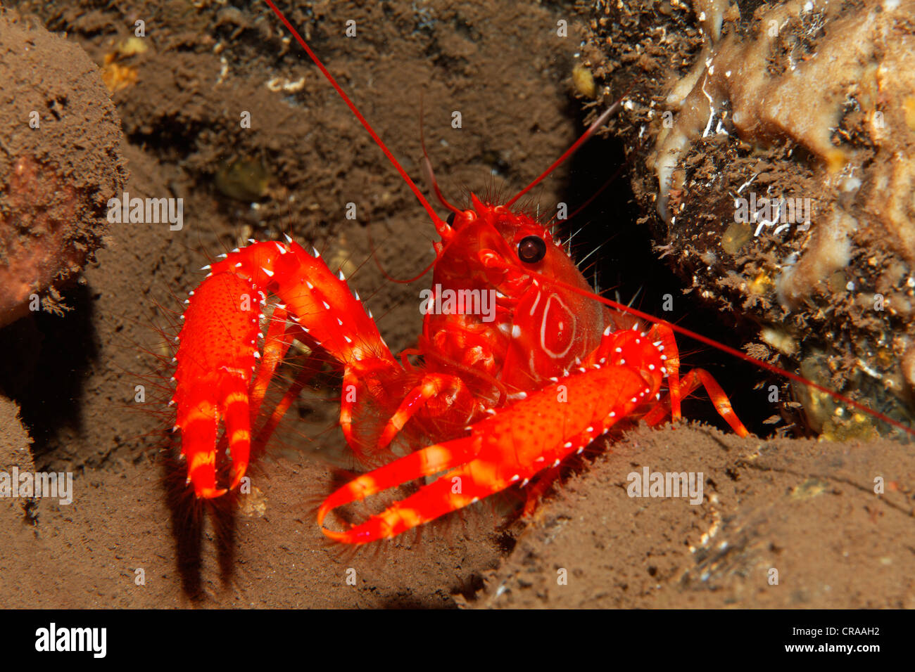 Flaming Reef Lobster (Enoplometopus antillensis), Madeira, Portugal, Europe, Atlantic, Ocean Stock Photo