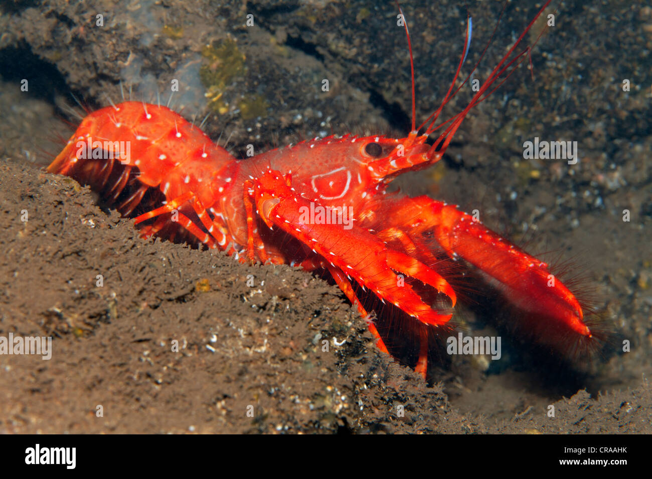 Flaming Reef Lobster (Enoplometopus antillensis), Madeira, Portugal, Europe, Atlantic, Ocean Stock Photo