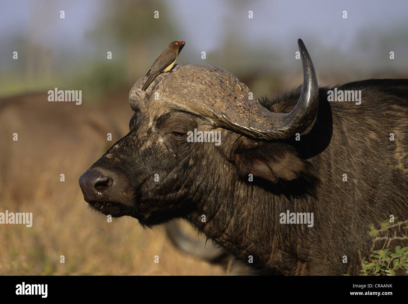 Cape Buffalo (Syncerus caffer), with oxpecker (Buphagus africanus), Kruger National Park, South Africa Stock Photo