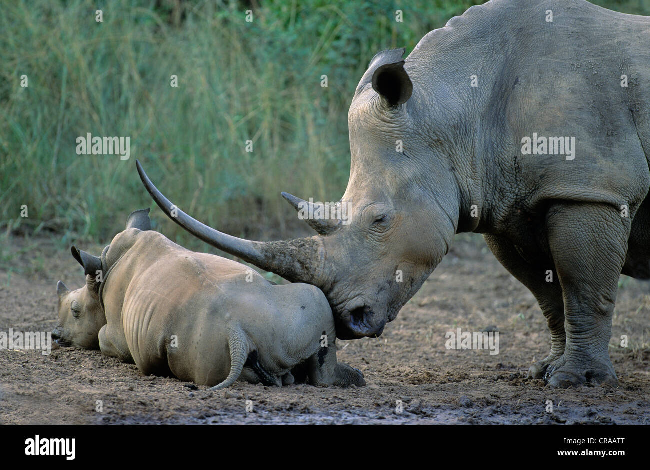 White Rhino (Ceratotherium simum), mother and calf, Hluhluwe-Umfolozi Park, KwaZulu-Natal, South Africa Stock Photo