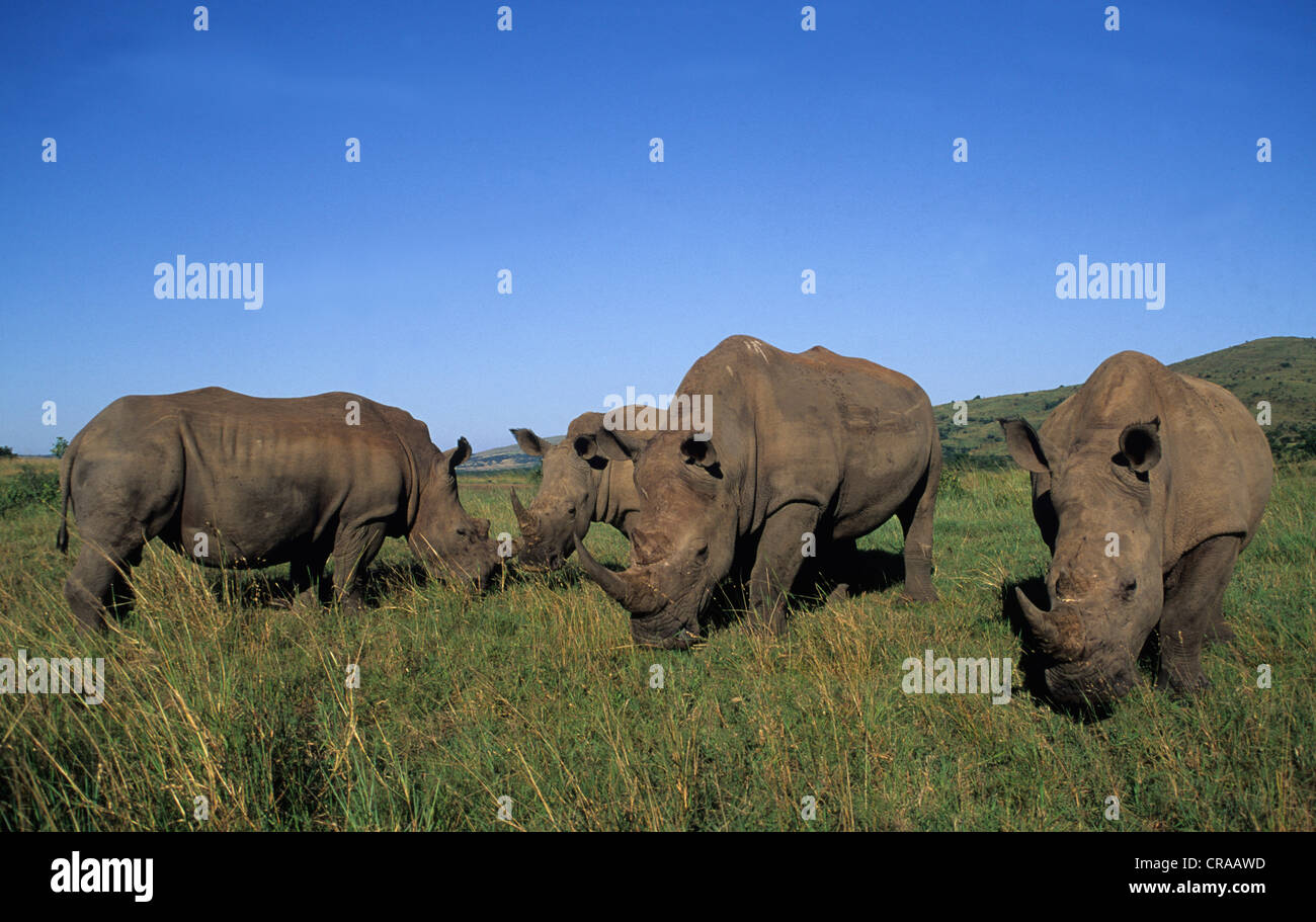 White Rhinos (Ceratotherium simum), Hluhluwe-Umfolozi Park, Zululand, South Africa Stock Photo