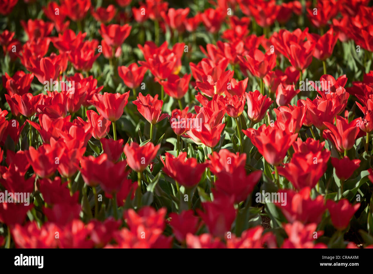 Blooming red tulips - City flower bed Stock Photo - Alamy