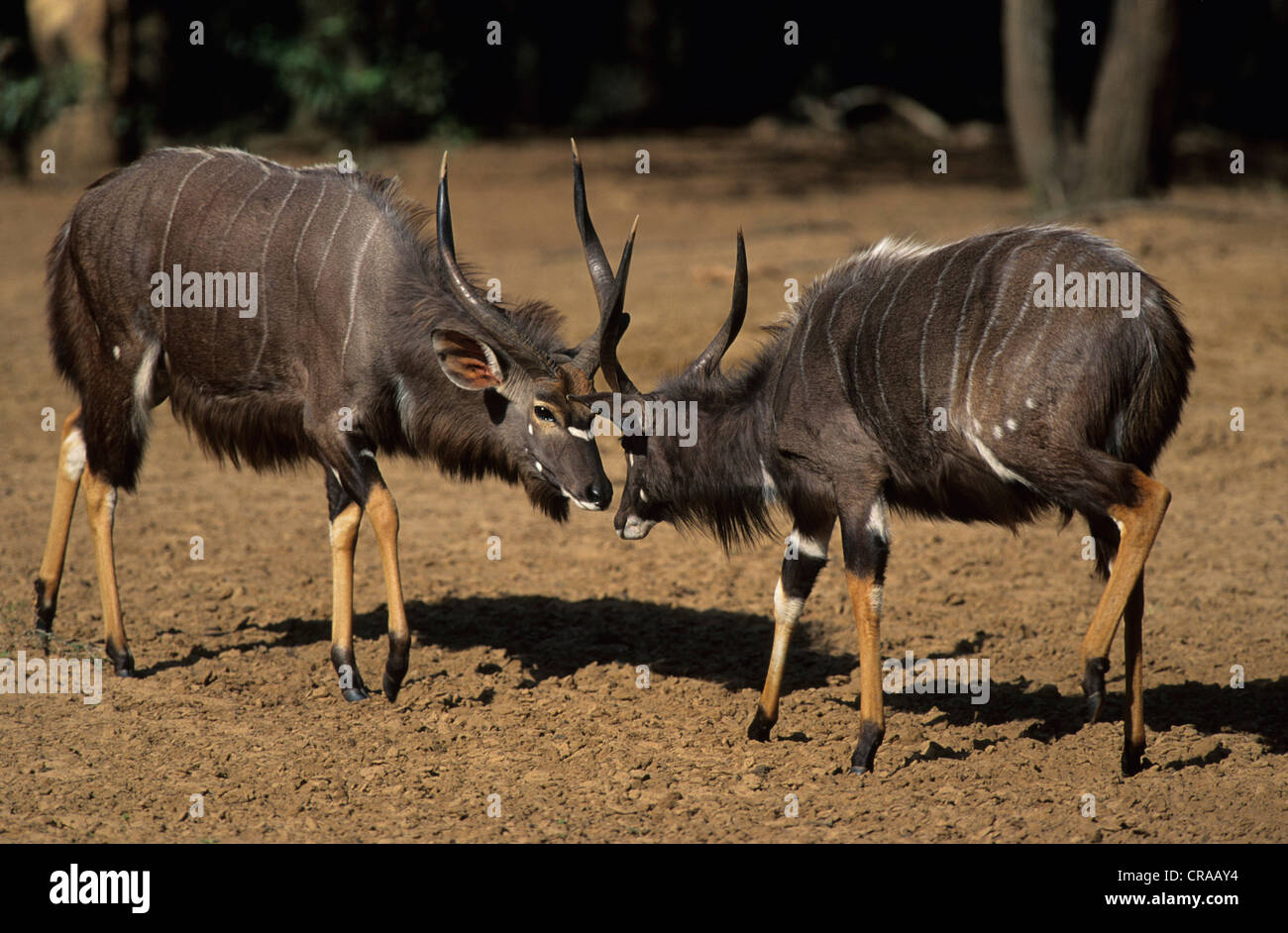 Nyala (Tragelaphus angasii), males fighting, Mkuze Game Reserve, KwaZulu-Natal, South Africa Stock Photo