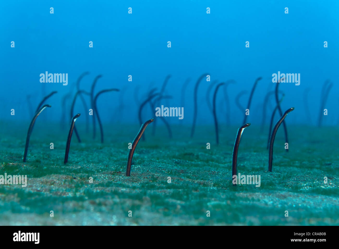 Brown Garden Eel (Heteroconger longissimus), colony on sandy ground, Madeira, Portugal, Europe, Atlantic, Ocean Stock Photo