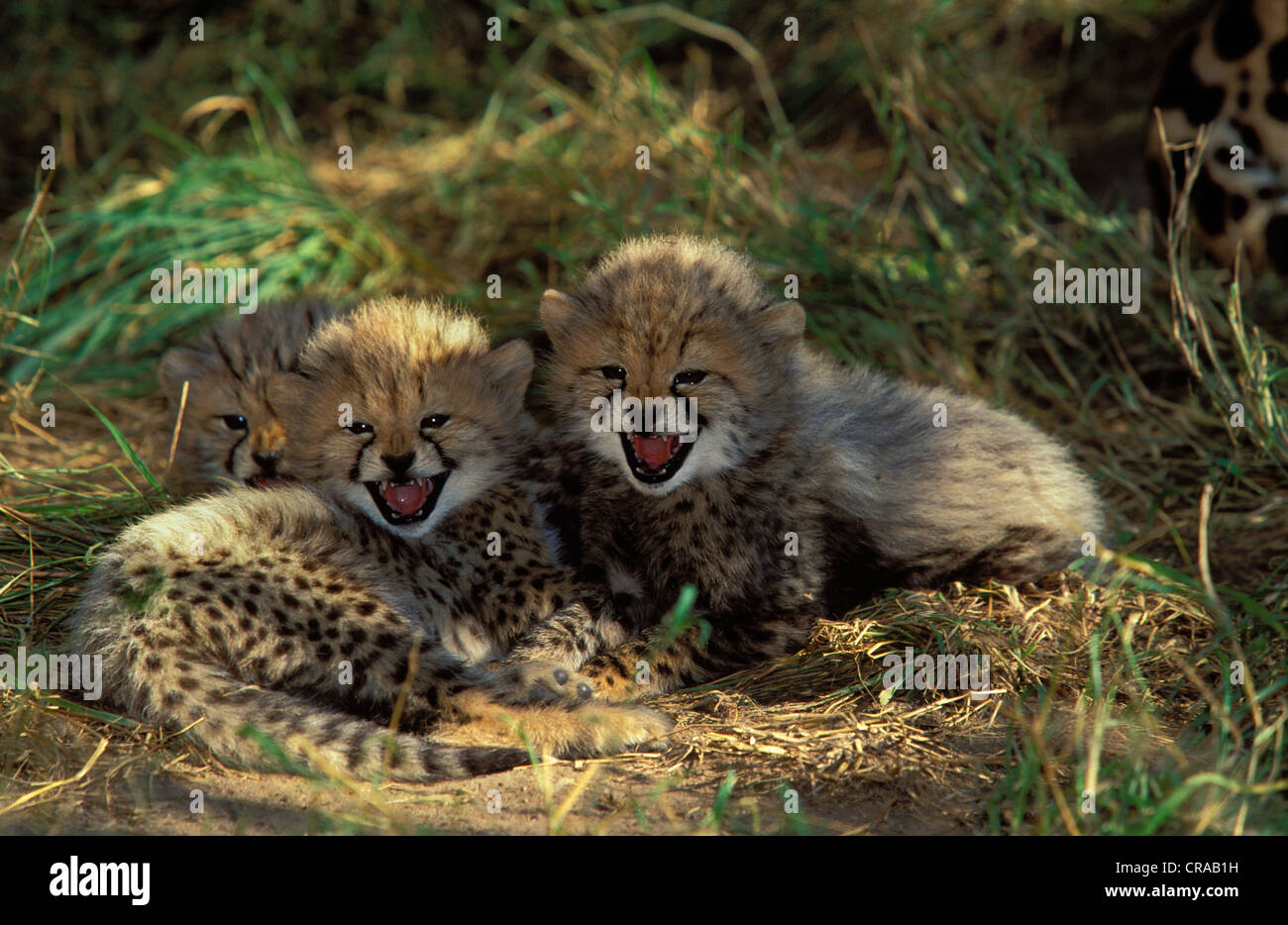 Cheetah cubs (Acinonyx jubatus), Kapama Game Reserve, South Africa Stock Photo