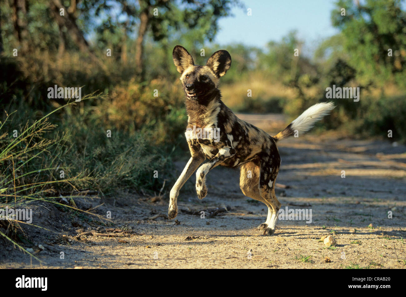 Wild dog (Lycaon pictus), Kapama Game Reserve, Greater Kruger Park, South Africa Stock Photo