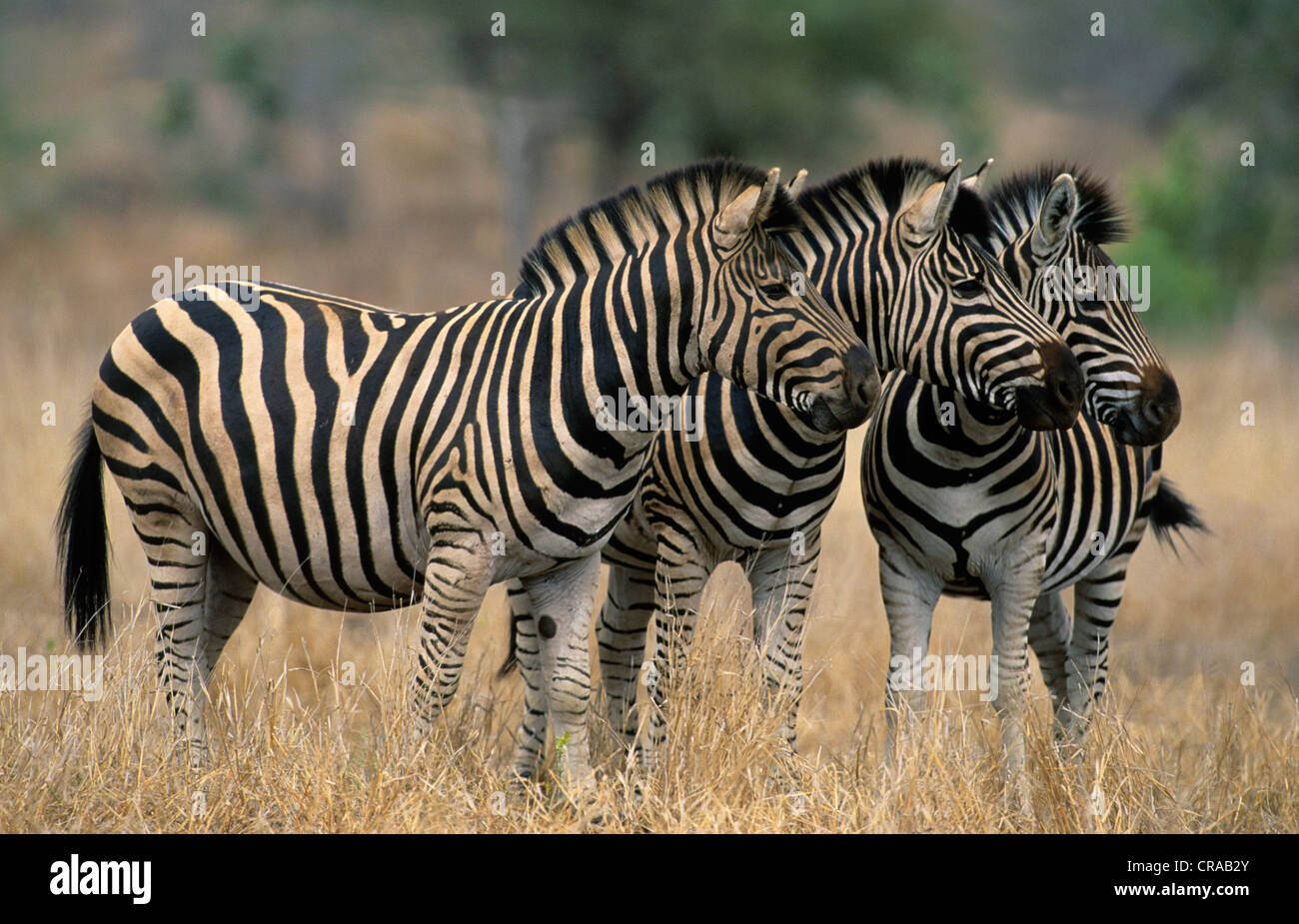 Burchell's Zebra (Equus burchelli), Kruger National Park, South Africa Stock Photo