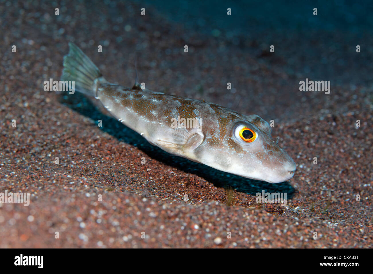 Guinean Puffer (Sphoeroides marmoratus), swimming above sandy ground, Madeira, Portugal, Europe, Atlantic, Ocean Stock Photo