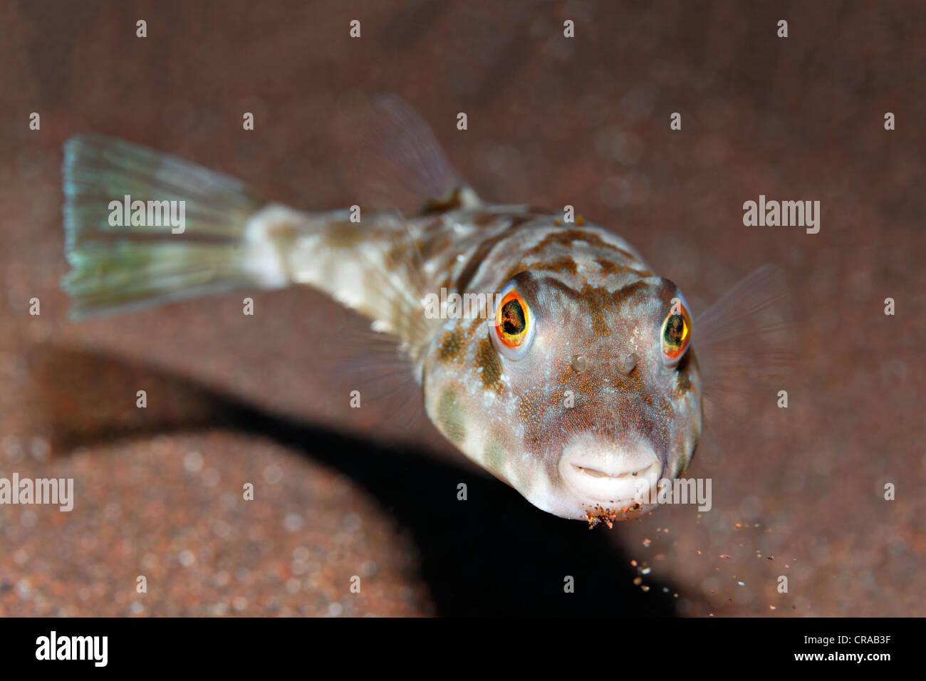 Guinean puffer sphoeroides marmoratus hires stock photography and