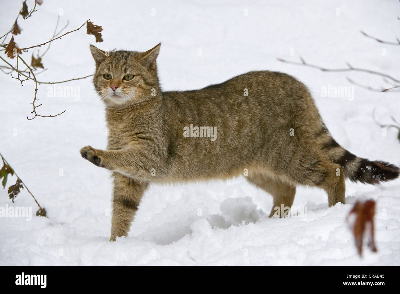 Дальневосточная дикая кошка