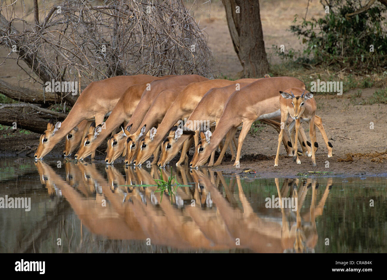 Impalas (Aepyceros melampus), in a row, drinking, Kruger National Park, South Africa Stock Photo