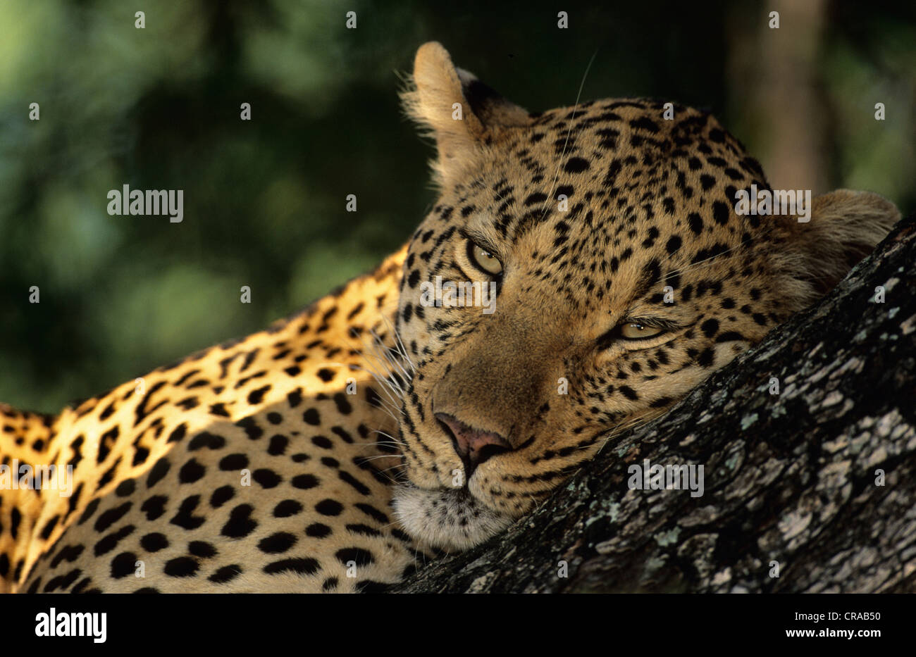 Leopard (Panthera pardus), Sabi Sabi, Greater Kruger National Park, South Africa Stock Photo