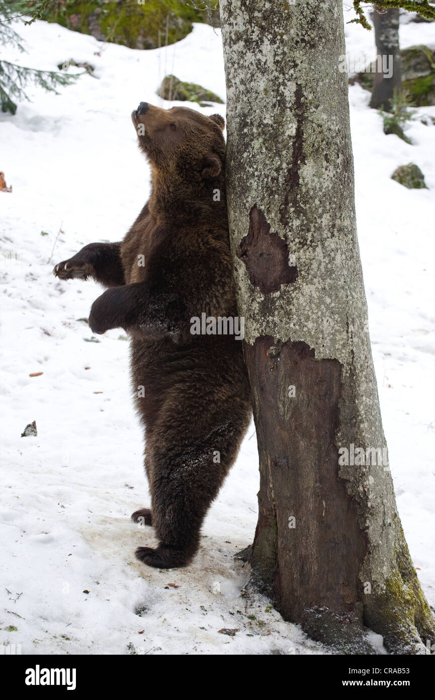 Bear tree rubbing hires stock photography and images Alamy