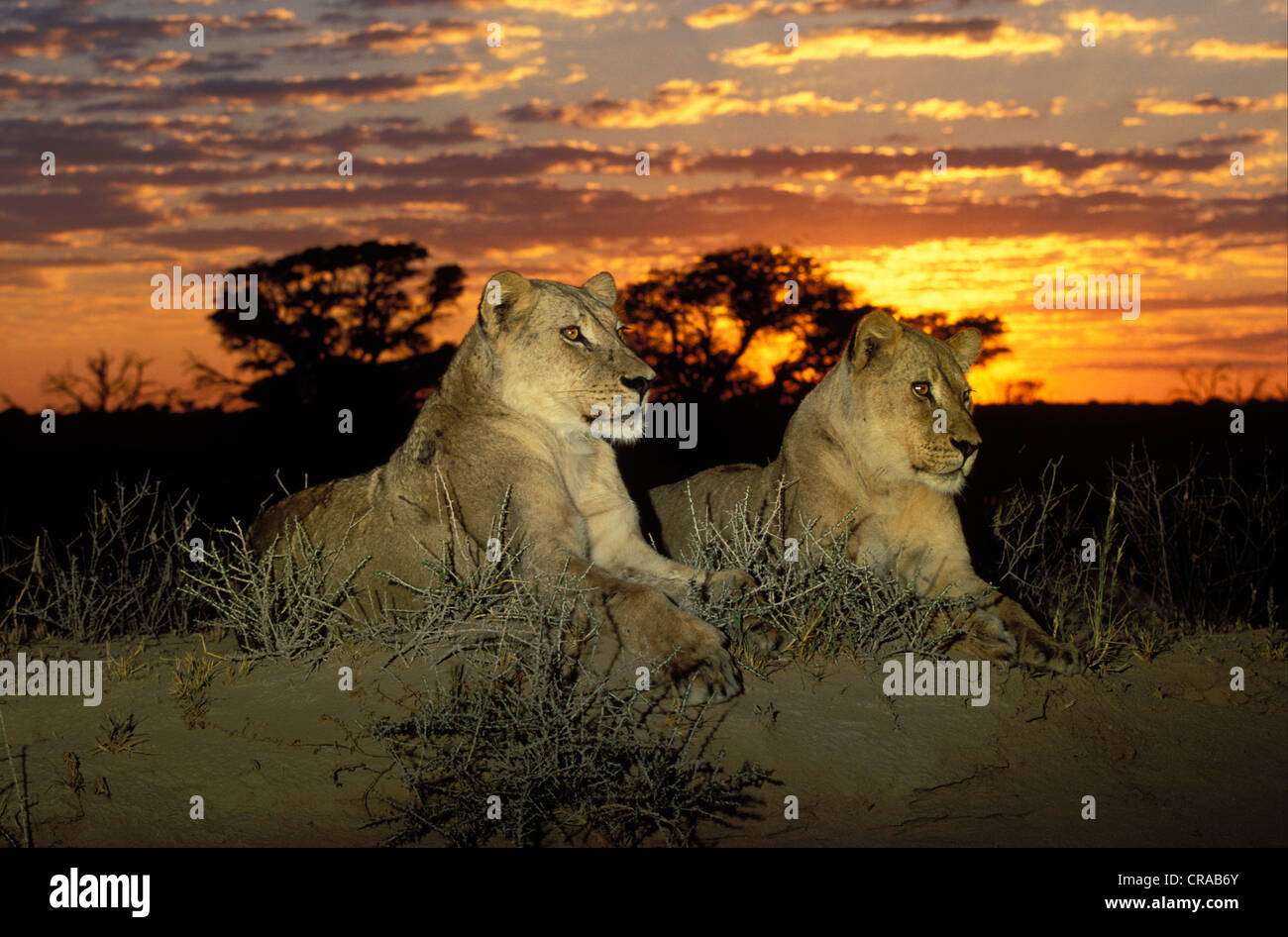 Sunrise with lions hi-res stock photography and images - Alamy