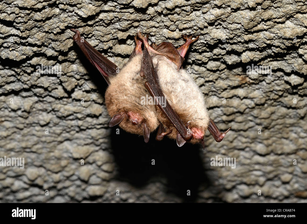 Daubenton's Bats (Myotis daubentoni), species in Annex IV of the