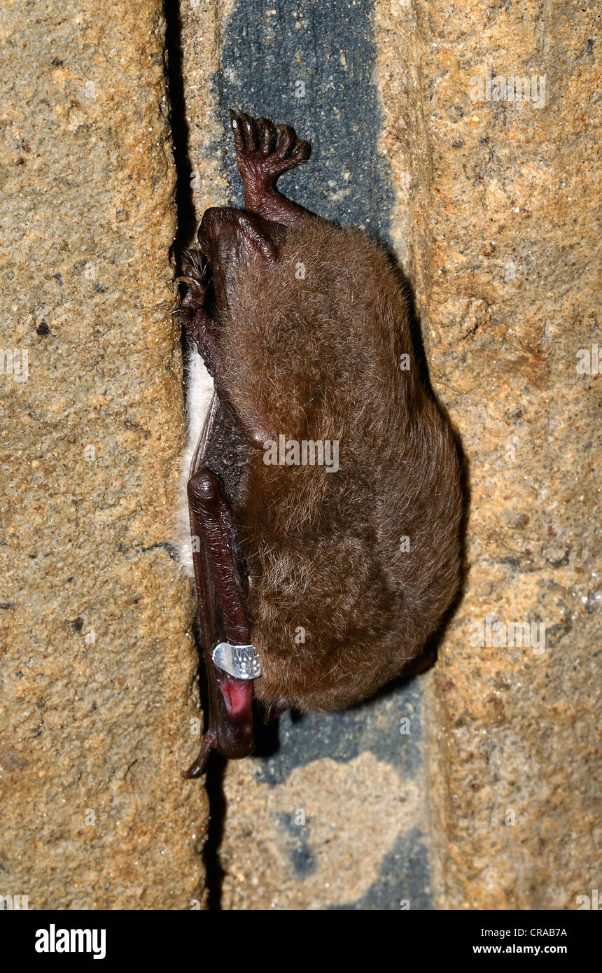 Ringed Daubenton's Bat (Myotis daubentoni), species in Annex IV of the