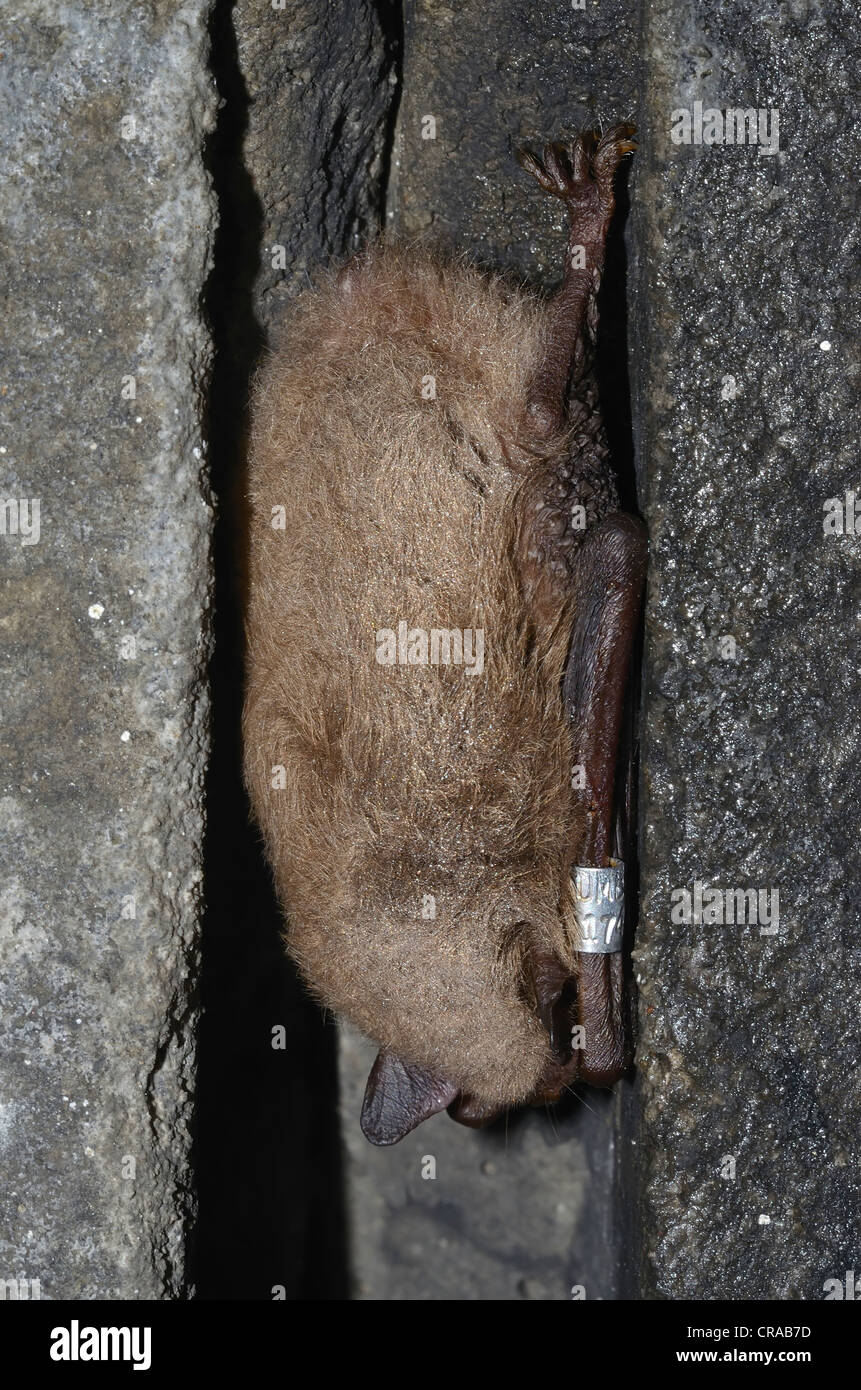 Ringed Daubenton's Bat (Myotis daubentoni), species in Annex IV of the