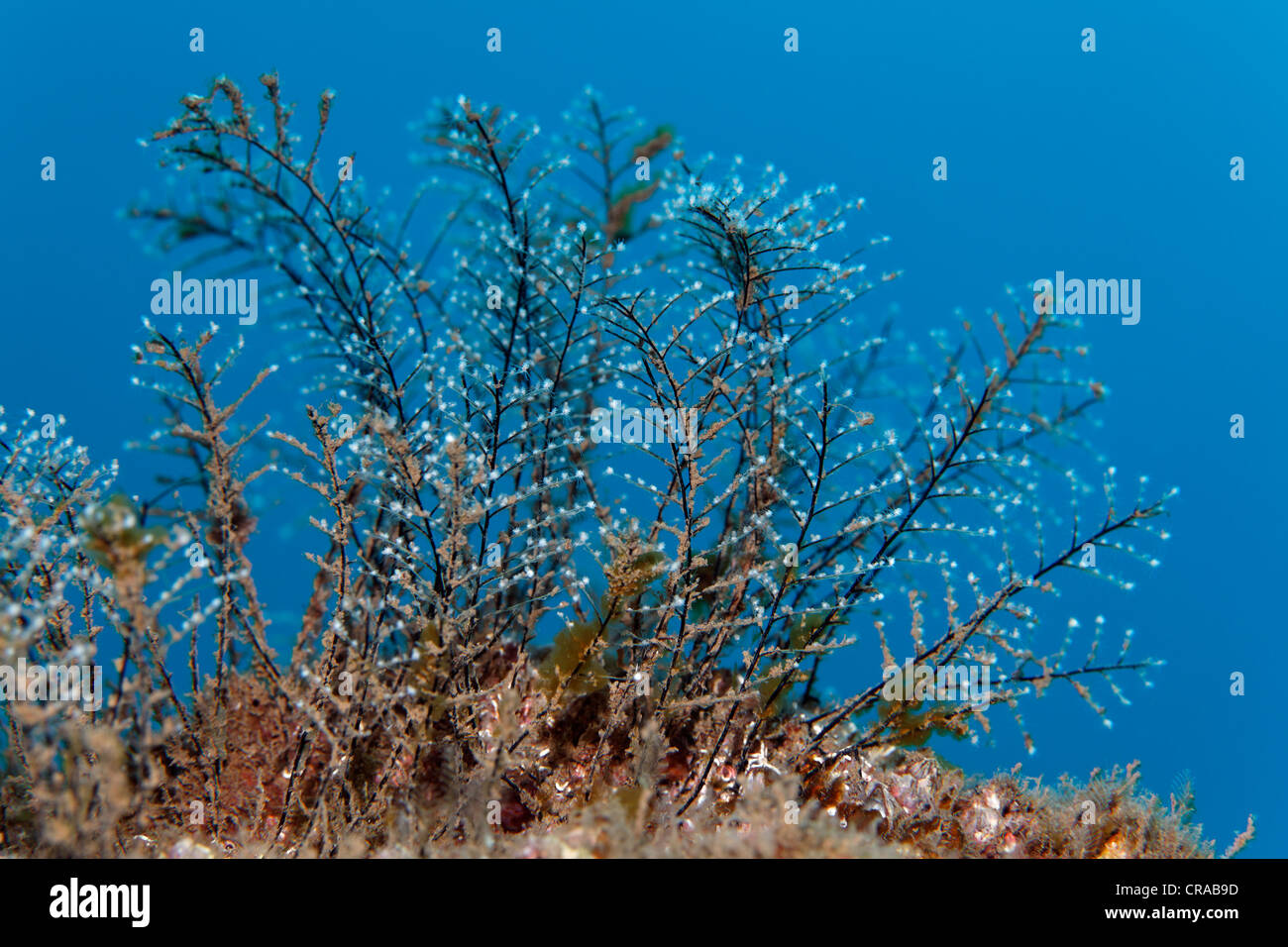 Hydrozoa (Halocordyle disticha), Madeira, Portugal, Europe, Atlantic, Ocean Stock Photo