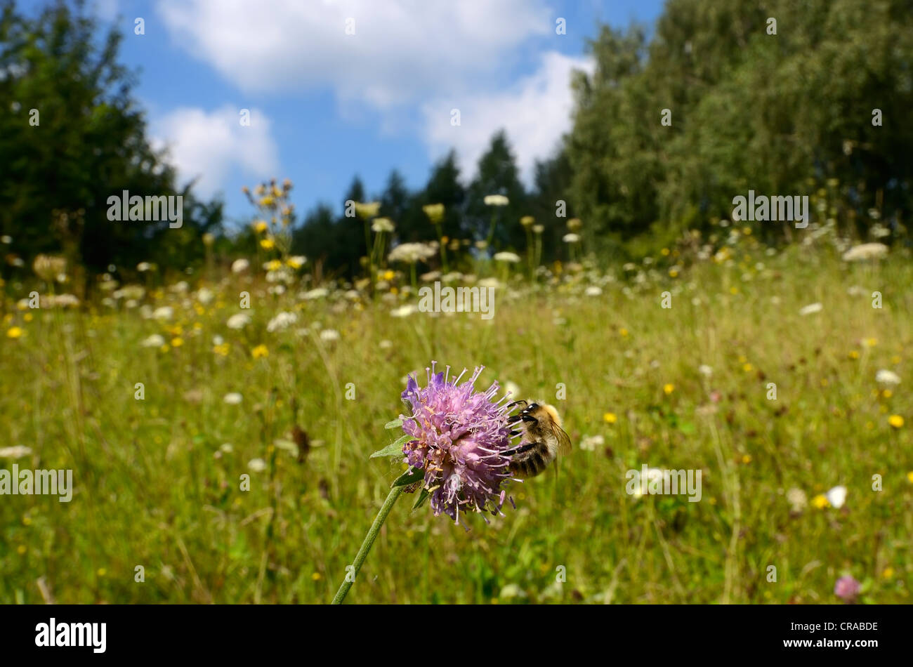Wildflower meadow habitat, Honey Bee (Apis mellifera) on the flower of a Field Scabious (Knautia arvensis), near Lassahn Stock Photo