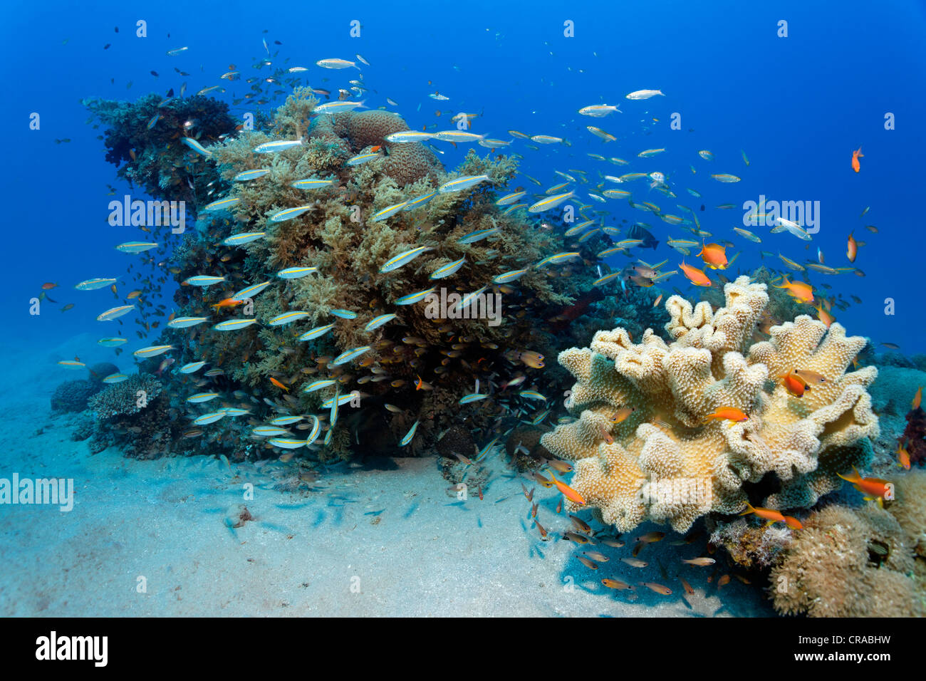 School of yellow stripe or gold band Fusilie (Caesio caerulaureus), hunting above small coral reef with different corals Stock Photo