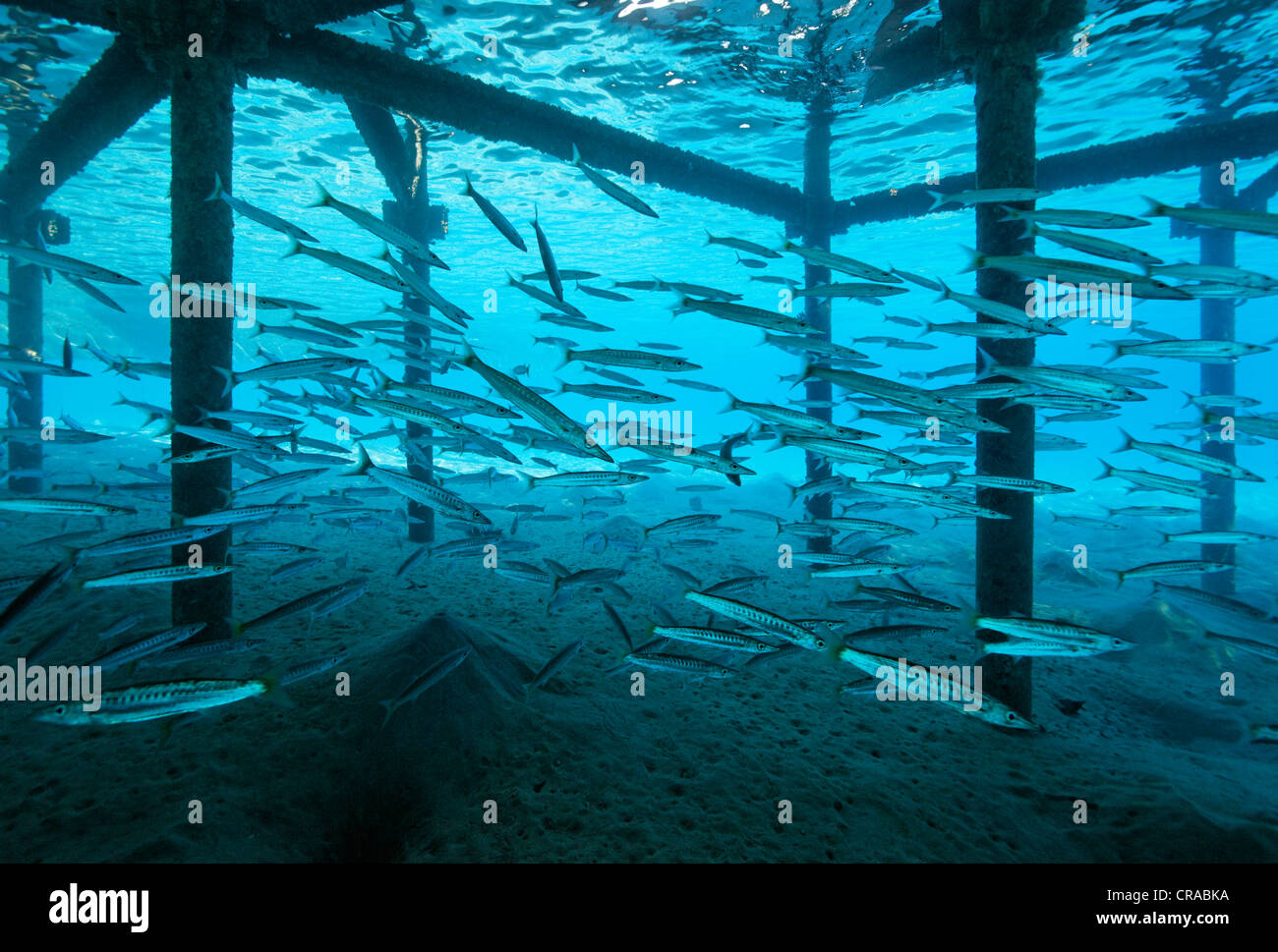 Under jetty hi-res stock photography and images - Alamy